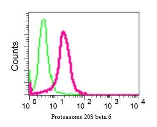 Flow Cytometry (Intracellular) - Anti-Proteasome 20S beta 6 antibody [EPR9685] (AB150366), expandable thumbnail