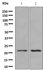 Western blot - Anti-Proteasome 20S beta 6 antibody [EPR9685] - BSA and Azide free (AB248944)