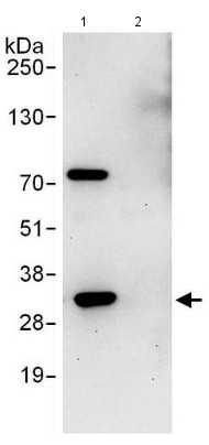 Immunoprecipitation - Anti-Proteasome 20S C2/HC2 antibody (AB140499), expandable thumbnail