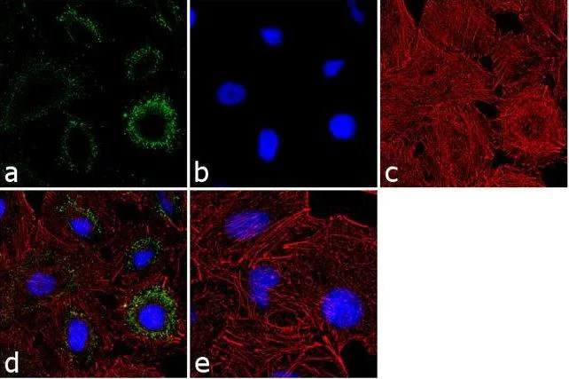 Immunocytochemistry/ Immunofluorescence - Anti-Proteasome 20S C2/HC2 antibody (AB3325)