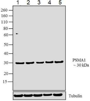 Anti-Proteasome 20S C2/HC2 antibody
