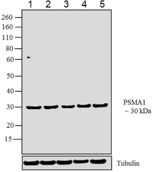 Western blot - Anti-Proteasome 20S C2/HC2 antibody (AB3325)