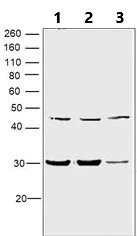 Western blot - Anti-Proteasome 20S C2/HC2 antibody (AB3325)