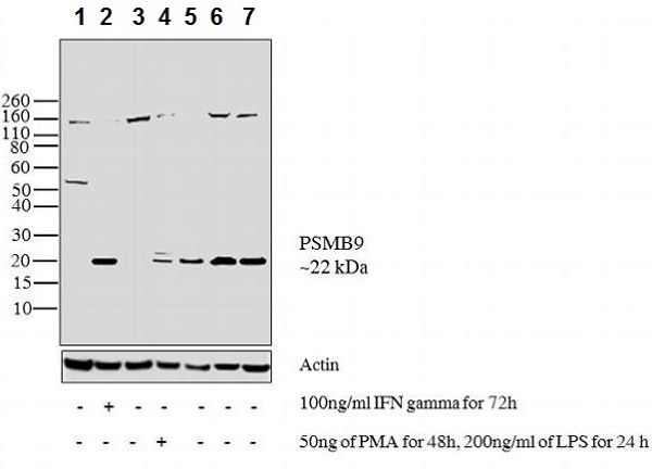 Western blot - Anti-Proteasome 20S LMP2 antibody (AB3328)
