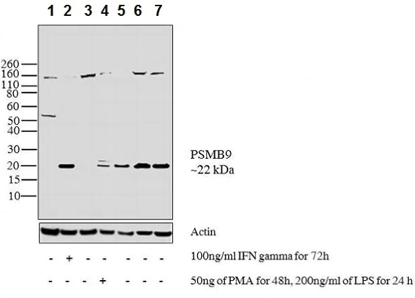 Western blot - Anti-Proteasome 20S LMP2 antibody (AB3328)