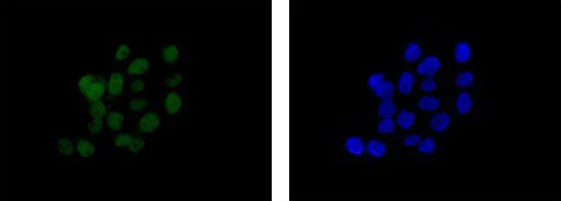 Immunocytochemistry/ Immunofluorescence - Anti-Proteasome 20S LMP2 antibody [EPR13784] - BSA and Azide free (AB250928)