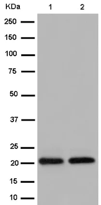 Western blot - Anti-Proteasome 20S LMP2 antibody [EPR13784] - BSA and Azide free (AB250928)