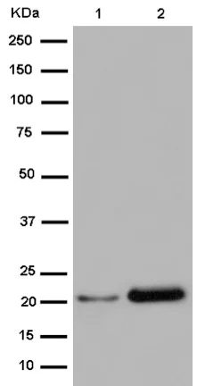 Western blot - Anti-Proteasome 20S LMP2 antibody [EPR13784] - BSA and Azide free (AB250928)