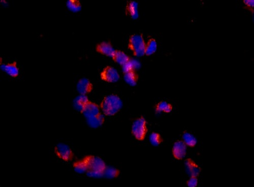 Immunocytochemistry/ Immunofluorescence - Anti-Proteasome 20S LMP2 antibody [EPR13785] - BSA and Azide free (AB238435), expandable thumbnail