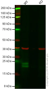 Western blot - Anti-Proteasome 20S LMP2 antibody [EPR13785] - BSA and Azide free (AB238435)