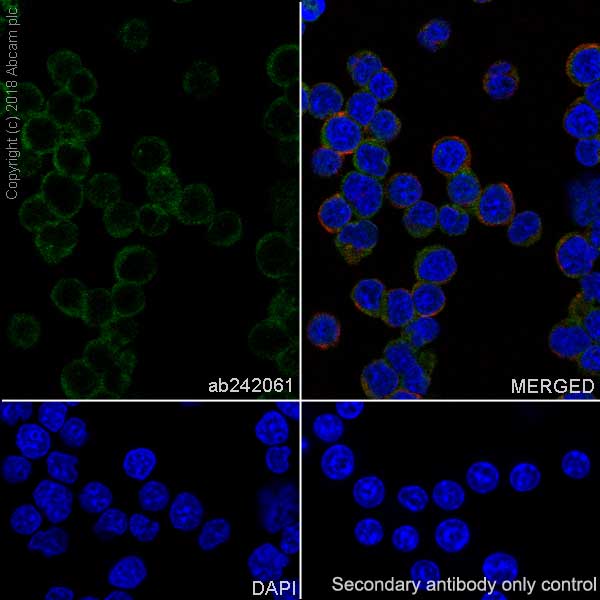 Immunocytochemistry/ Immunofluorescence - Anti-Proteasome 20S LMP2 antibody [EPR22042] (AB242061), expandable thumbnail