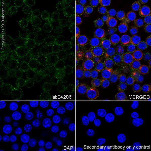 Immunocytochemistry/ Immunofluorescence - Anti-Proteasome 20S LMP2 antibody [EPR22042] (AB242061), expandable thumbnail