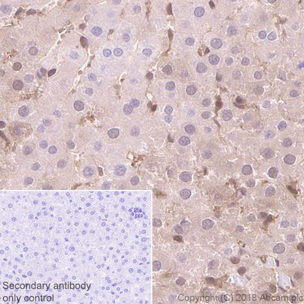 Immunohistochemistry (Formalin/PFA-fixed paraffin-embedded sections) - Anti-Proteasome 20S LMP2 antibody [EPR22042] (ab242061), expandable thumbnail