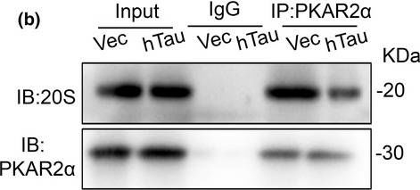 Western blot - Anti-Proteasome 20S LMP2 antibody [EPR22042] (ab242061), expandable thumbnail