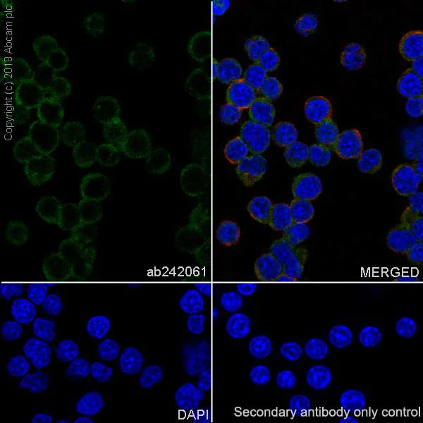 Immunocytochemistry/ Immunofluorescence - Anti-Proteasome 20S LMP2 antibody [EPR22042] - BSA and Azide free (AB243556)