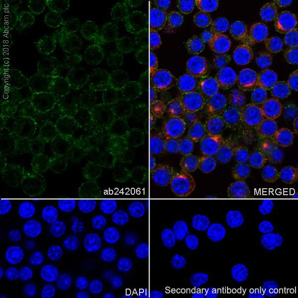 Immunocytochemistry/ Immunofluorescence - Anti-Proteasome 20S LMP2 antibody [EPR22042] - BSA and Azide free (AB243556)