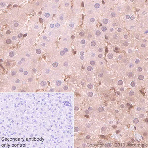 Immunohistochemistry (Formalin/PFA-fixed paraffin-embedded sections) - Anti-Proteasome 20S LMP2 antibody [EPR22042] - BSA and Azide free (AB243556)