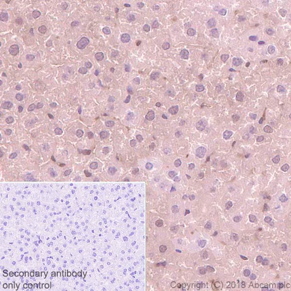 Immunohistochemistry (Formalin/PFA-fixed paraffin-embedded sections) - Anti-Proteasome 20S LMP2 antibody [EPR22042] - BSA and Azide free (AB243556)