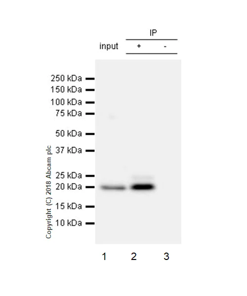Immunoprecipitation - Anti-Proteasome 20S LMP2 antibody [EPR22042] - BSA and Azide free (AB243556)