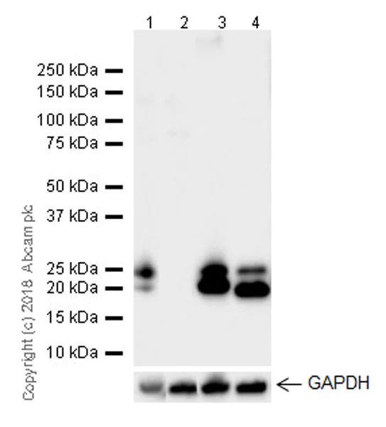 Western blot - Anti-Proteasome 20S LMP2 antibody [EPR22042] - BSA and Azide free (AB243556)