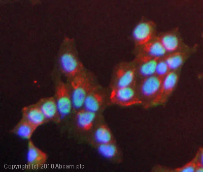 Immunocytochemistry - Anti-Proteasome 20S LMP7 antibody (AB3329)