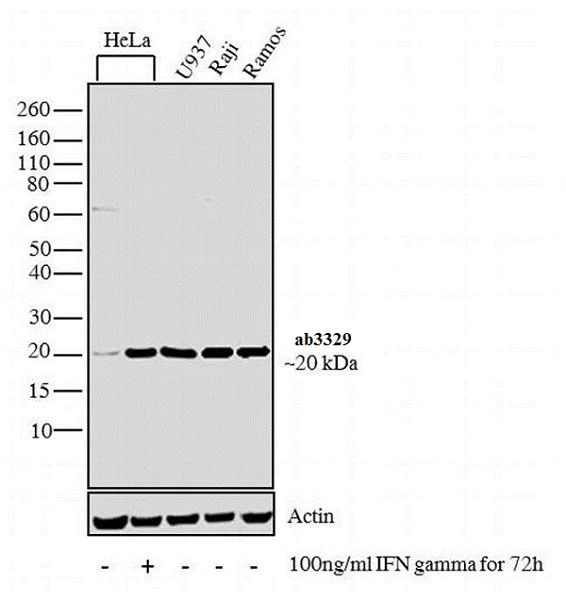 Western blot - Anti-Proteasome 20S LMP7 antibody (AB3329)