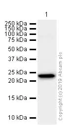 Western blot - Anti-Proteasome 20S LMP7 antibody [EPR14482(B)] (AB180606)