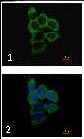 Immunocytochemistry/ Immunofluorescence - Anti-Proteasome 26S S2/PSMD2 antibody (AB125914), expandable thumbnail