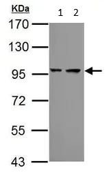 Western blot - Anti-Proteasome 26S S2/PSMD2 antibody (AB125914)