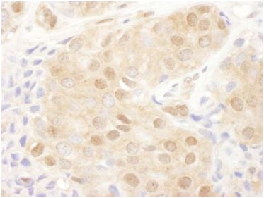 Immunohistochemistry (Frozen sections) - Anti-Proteasome 26S S2/PSMD2 antibody (AB140675)
