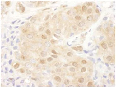 Immunohistochemistry (Frozen sections) - Anti-Proteasome 26S S2/PSMD2 antibody (AB140675)