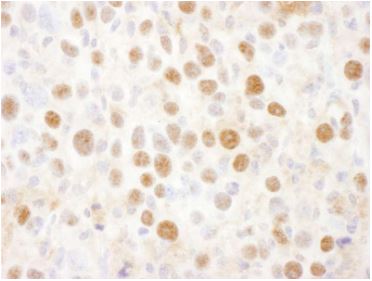 Immunohistochemistry (Frozen sections) - Anti-Proteasome 26S S2/PSMD2 antibody (AB140675)