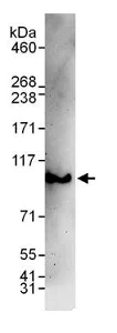 Western blot - Anti-Proteasome 26S S2/PSMD2 antibody (AB140675)