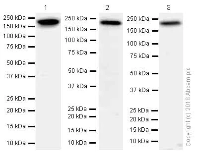 Western blot - Anti-Proteasome Activator Subunit 4/PSME4 antibody [EPR13577(B)] - C-terminal (AB181203)