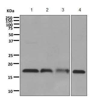 Western blot - Anti-Proteasome maturation protein antibody [EPR10177] (AB170865)