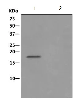 Immunoprecipitation - Anti-Proteasome maturation protein antibody [EPR10177] - BSA and Azide free (AB249548)