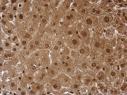 Immunohistochemistry (Formalin/PFA-fixed paraffin-embedded sections) - Anti-Proteasome subunit alpha type 6 antibody (ab97563), expandable thumbnail