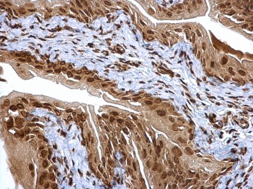 Immunohistochemistry (Formalin/PFA-fixed paraffin-embedded sections) - Anti-Proteasome subunit alpha type 6 antibody (ab97563), expandable thumbnail