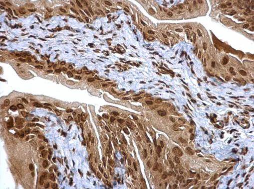 Immunohistochemistry (Formalin/PFA-fixed paraffin-embedded sections) - Anti-Proteasome subunit alpha type 6 antibody (AB97563)