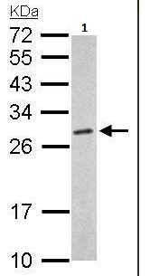 Western blot - Anti-Proteasome subunit alpha type 6 antibody (AB97563), expandable thumbnail