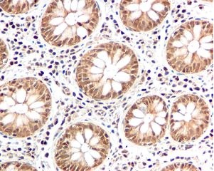 Immunohistochemistry (Formalin/PFA-fixed paraffin-embedded sections) - Anti-Proteasome subunit alpha type 6 antibody [EPR5835] (AB109377)