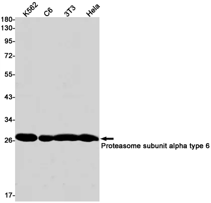 Western blot - Anti-Proteasome subunit alpha type 6 Antibody [S01-4I2] (AB317398)
