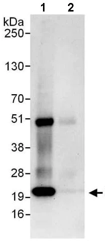 Immunoprecipitation - Anti-Proteasome subunit beta type 2/PSMB2 antibody (AB140426)
