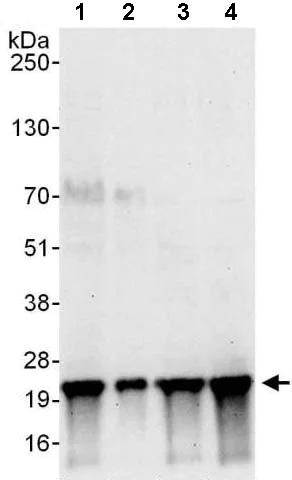 Western blot - Anti-Proteasome subunit beta type 2/PSMB2 antibody (AB140426)