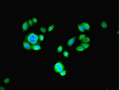 Immunocytochemistry/ Immunofluorescence - Anti-Proteasome subunit beta type 2/PSMB2 antibody (AB236752)