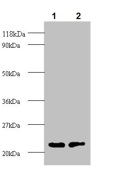 Western blot - Anti-Proteasome subunit beta type 2/PSMB2 antibody (AB236752)
