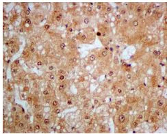 Immunohistochemistry (Formalin/PFA-fixed paraffin-embedded sections) - Anti-Proteasome subunit beta type 2/PSMB2 antibody [EPR8826(2)(B)] - BSA and Azide free (AB249366)