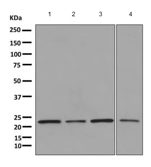 Western blot - Anti-Proteasome subunit beta type 2/PSMB2 antibody [EPR8826(2)(B)] - BSA and Azide free (AB249366)
