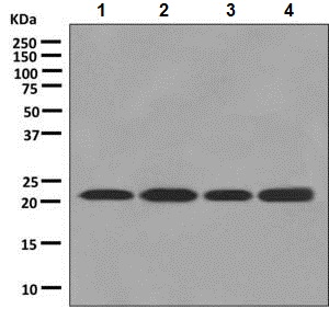 Western blot - Anti-Proteasome subunit beta type 2/PSMB2 antibody [EPR8827] (AB137108), expandable thumbnail