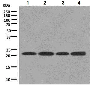 Western blot - Anti-Proteasome subunit beta type 2/PSMB2 antibody [EPR8827] - BSA and Azide free (AB248824)